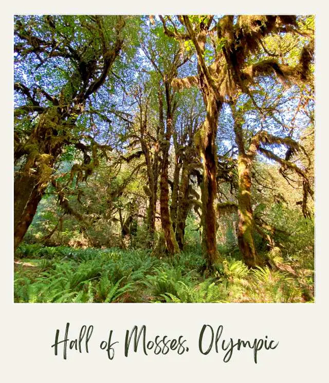 Mossy trees and ferns in Hall of Mosses Olympic National Park 1