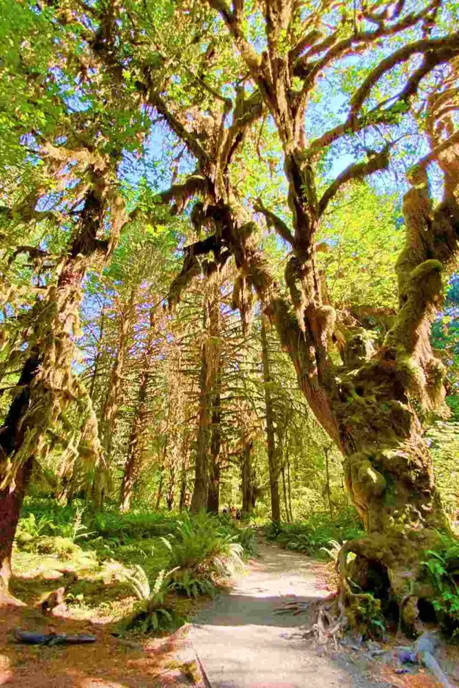 Small road surrounded by mossy trees and ferns in Hoh River Trail Olympic National Park