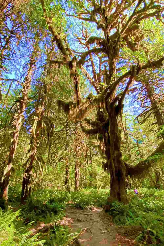 Small road surrounded by mossy trees and ferns in Hoh River Trail Olympic National Park