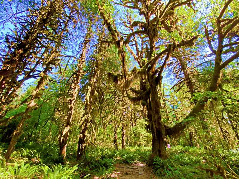 Mossy trees on Hoh River Trail Olympic National Park 5