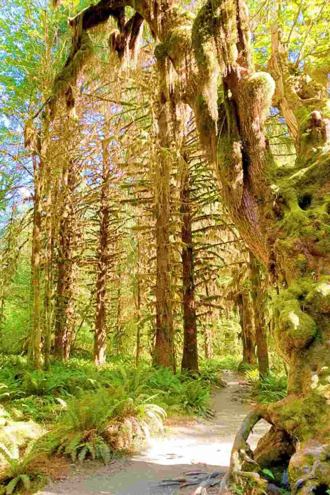 Small road surrounded by mossy trees and ferns in Hoh River Trail Olympic National Park