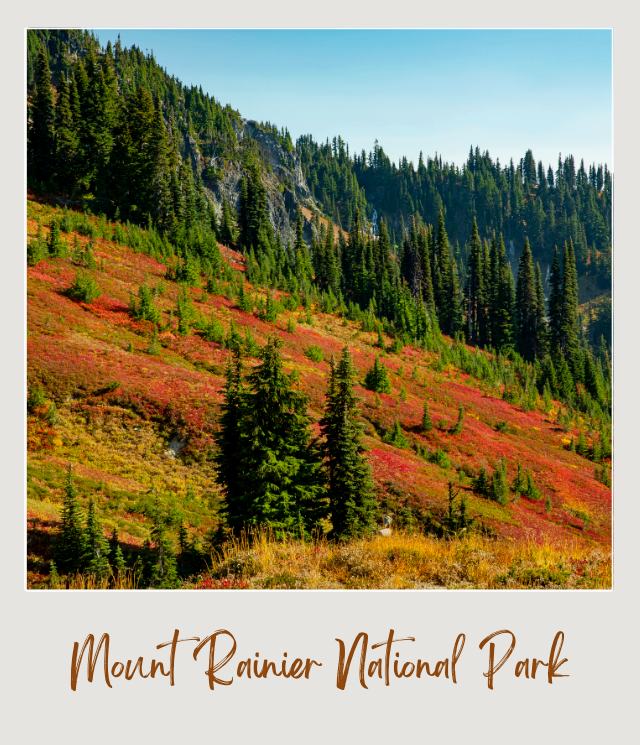 View of trees and colorful wildflowers during Autumn in Mount Rainier National Park.