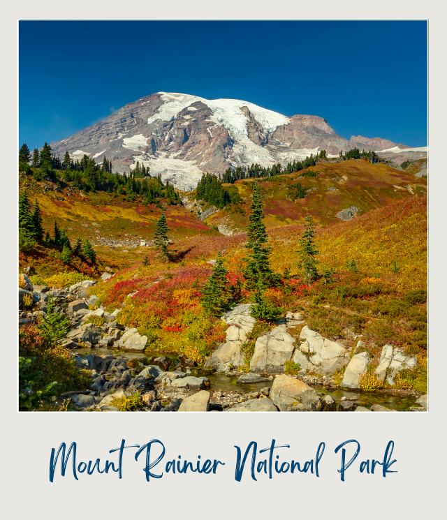 View of a snow-capped mountain and below are trees and colorful wildflowers, and a river in Mount Rainier National Park.