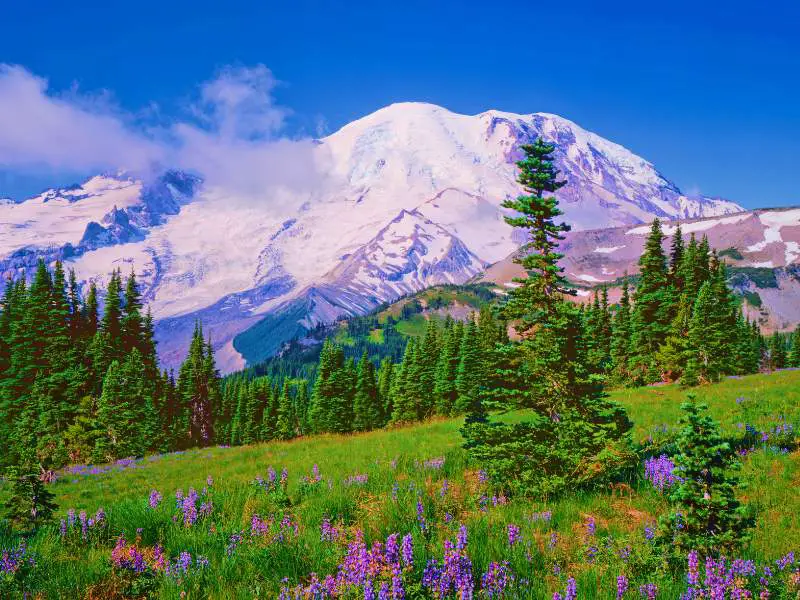 Snow-capped mountain under the blue sky and below are trees and wildflowers in Mount Rainier National Park