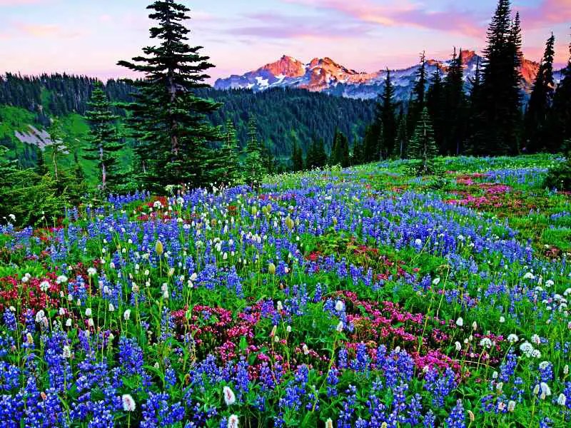 Colorful flowers and behind are trees and snow-capped mountains in Mount Rainier National Park