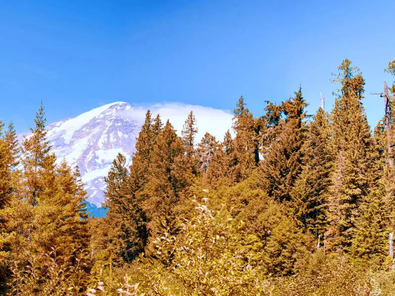 Brown-leaf trees and beside is a huge snow-capped mountain in Mount Rainier National Park