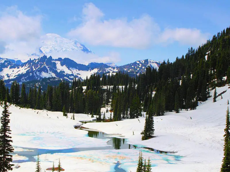 Pine trees surrounded by snow and water, and behind are snow-capped mountains in Mount Rainier National Park