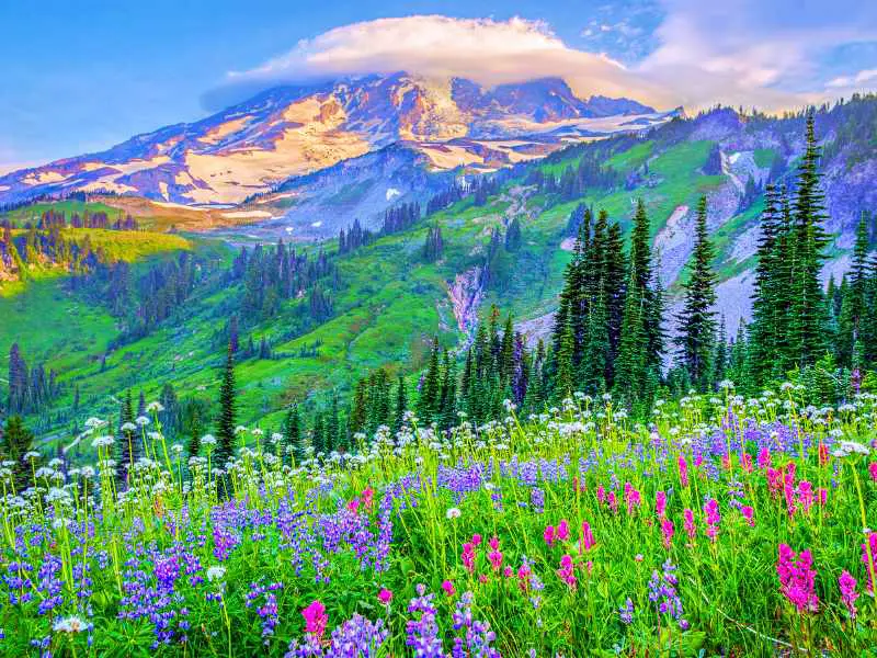 Colorful flowers surrounded by pine trees, and behind are mountains in Mount Rainier National Park surrounded by trees