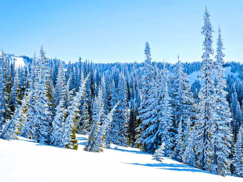 Pine trees covered with snow in Mount Rainier National Park