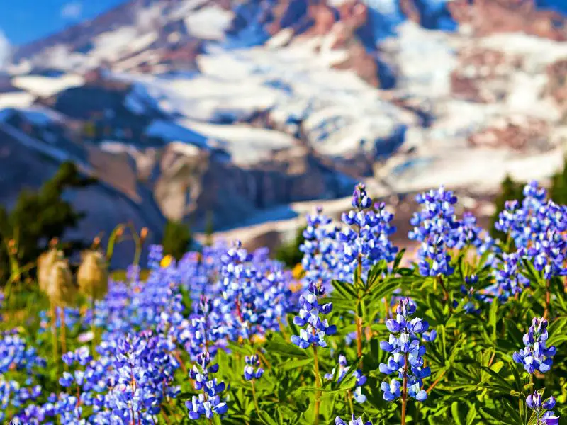 Blue flowers and behind is a snow-capped mountain in Mount Rainier National Park