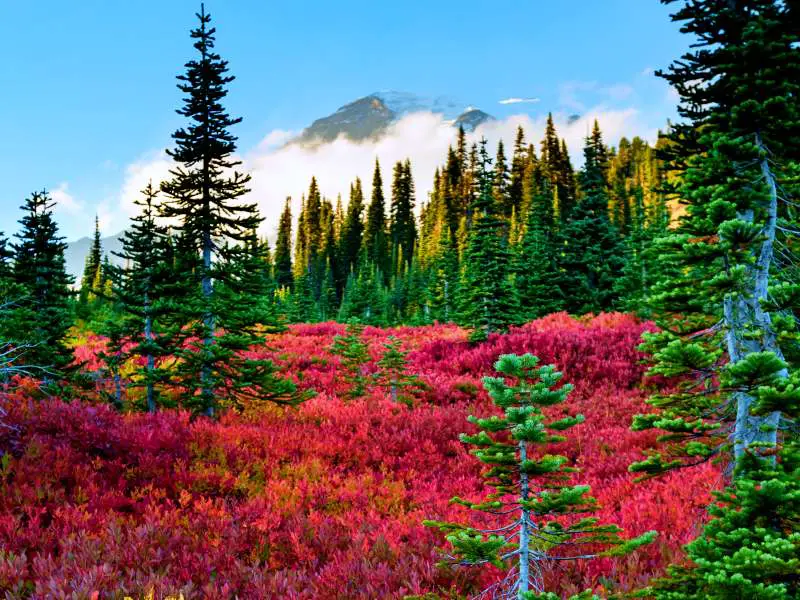 Pine trees and other plants surround red plants, and behind is a snow-capped mountain covered with fog in Mount Rainier National
