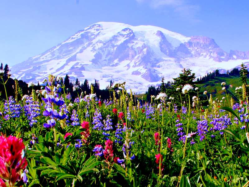 Flowers with different colors and besides are trees and a huge snow-capped mountain in Mount Rainier National Park