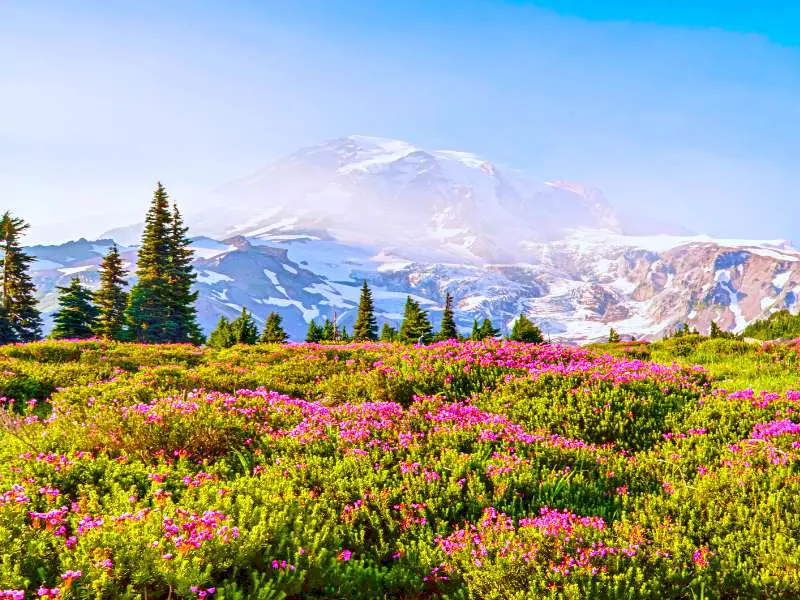 Colorful wildflowers and behind are pine trees and a huge snow-capped mountain in Mount Rainier National Park