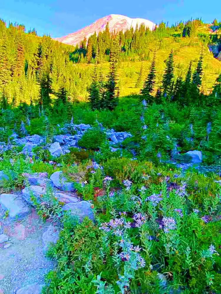Green plants, trees, and wildflowers below the snow-capped mountain in Skyline Trail Mt Rainier National.