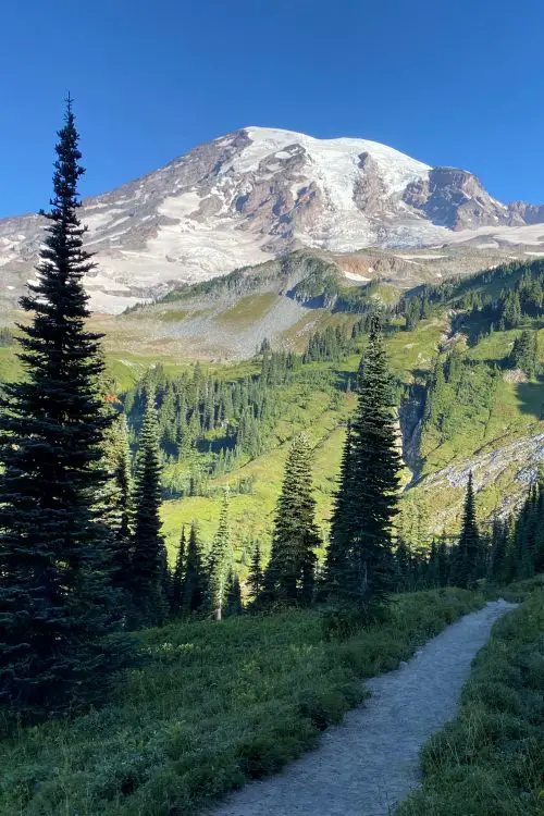 path with tall conifer trees and mountain behind in Mount Rainier National Park