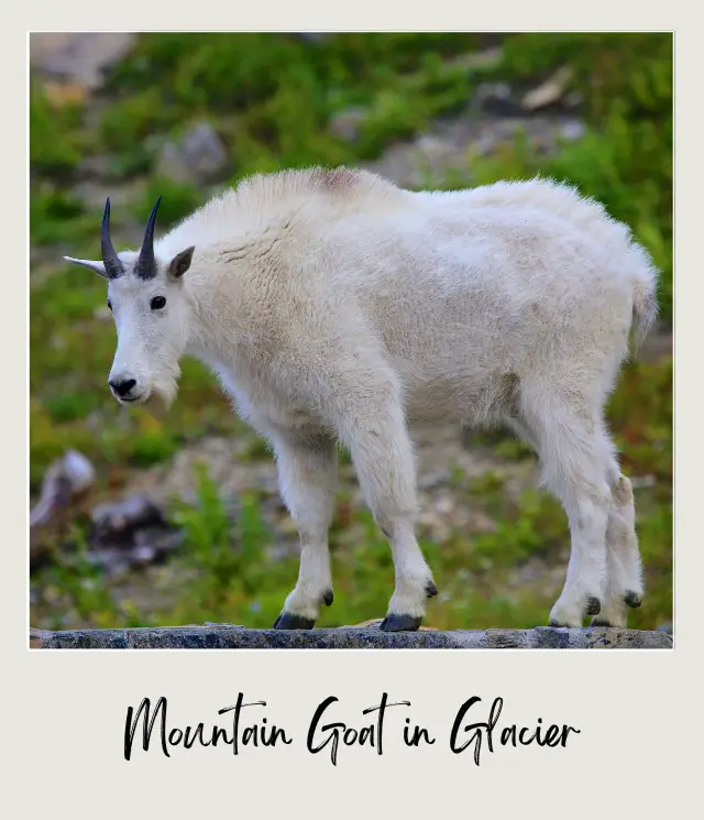 View of a mountain goat in Glacier National Park.