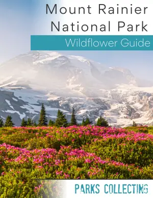 pink flowers with snowy mountain behind