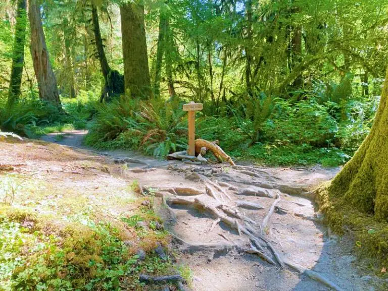 Hiking The Hoh River Trail, Olympic National Park Complete Guide