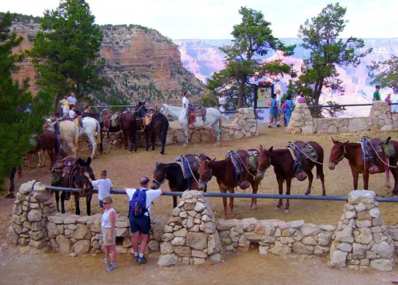 Mule Ride Grand Canyon