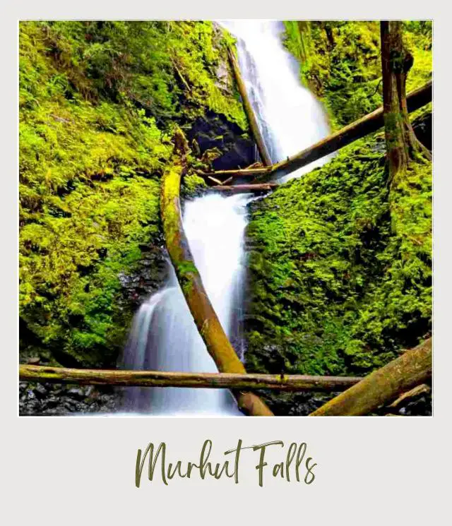 Green plants surround waterfall, and below are tree logs and rocks in Olympic National Park
