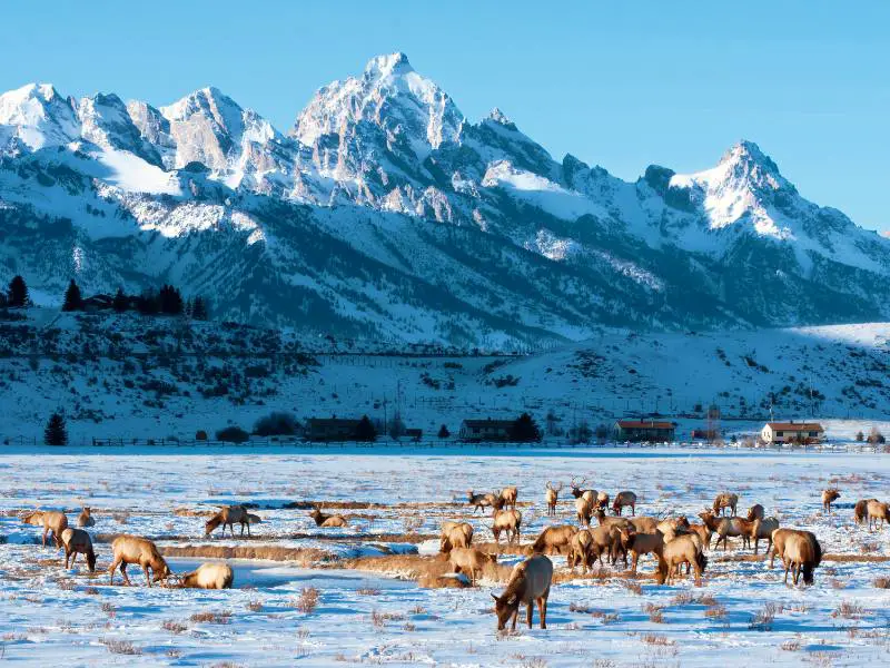 National Elk Refuge