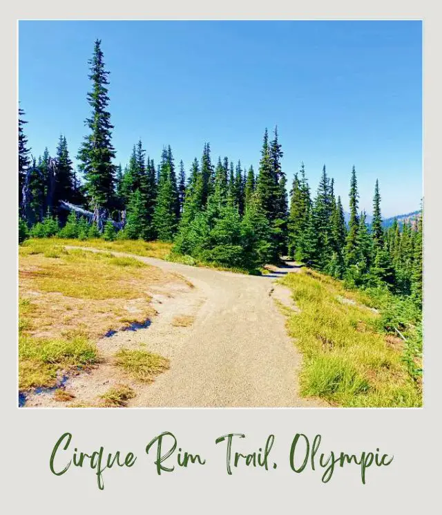 Cirque Rim Trail Guide two pathways surrounded by trees and grasses in Cirque Rim Trail Hurricane Ridge Olympic National Park