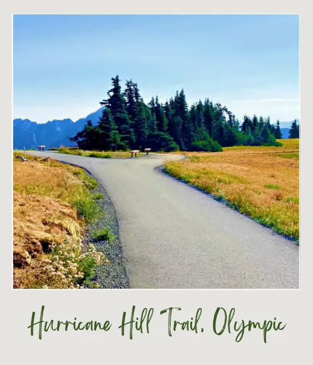 Hurricane Hill Trail Guide People walking on the road surrounded by wide fields and trees and behind are mountains in Hurricane Hill