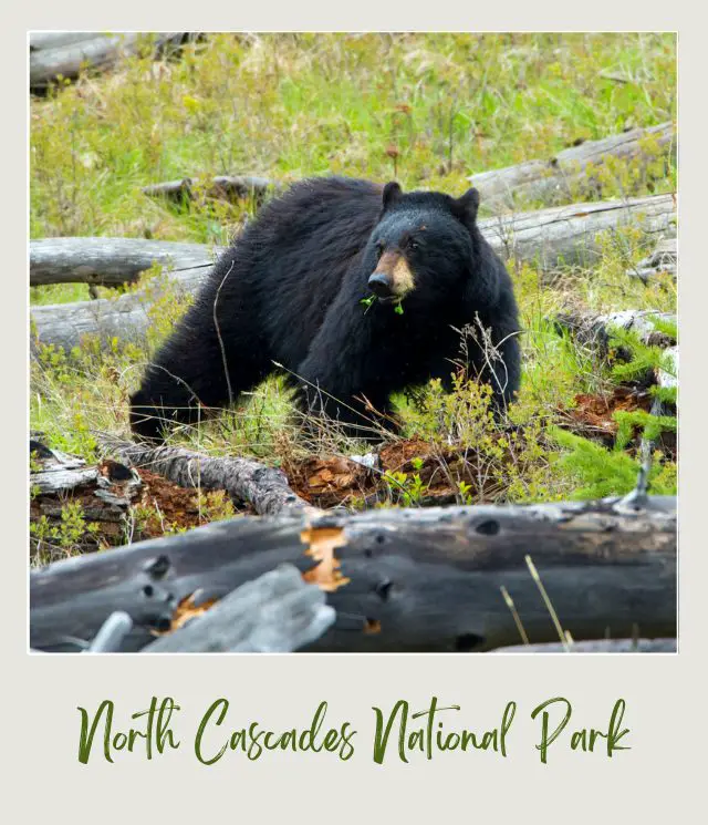 View of a black bears on trail in woods