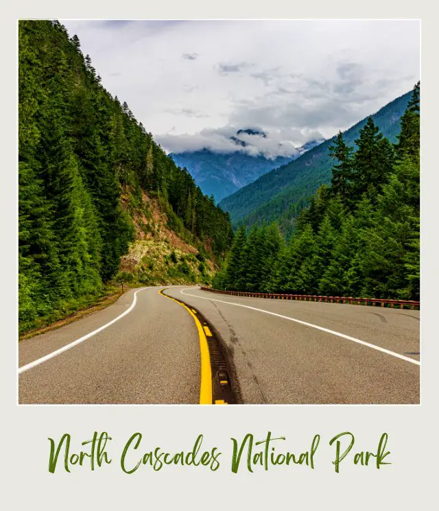 North Cascades National Park Road and Trees