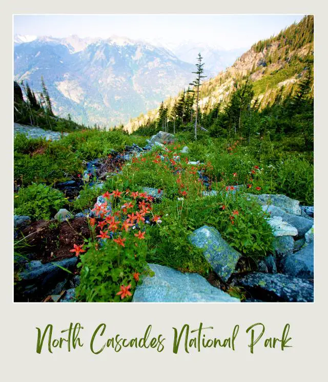 View of wildflowers, trees and mountains in North Cascades National Park.