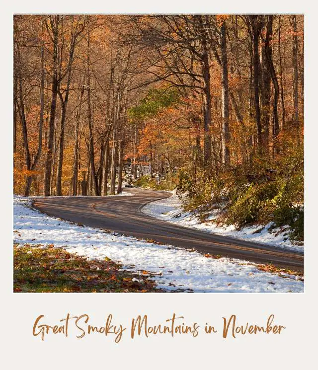 Trees are covered with snow along the road in Great Smoky Mountains National Park.