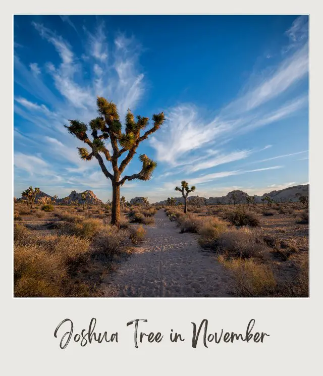 View of mountains and below are Joshua trees and bushes along the road in Joshua Tree National Park.