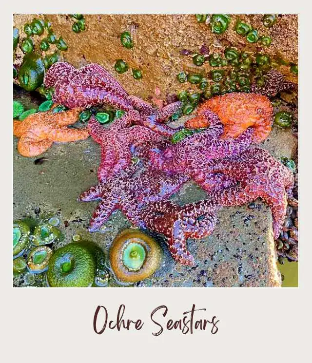 Best Tide Pools Olympic National Park: Complete Guide for First Time Visitors Some deep red and orange Ochre Seastars on top of the rock in Olympic National Park.