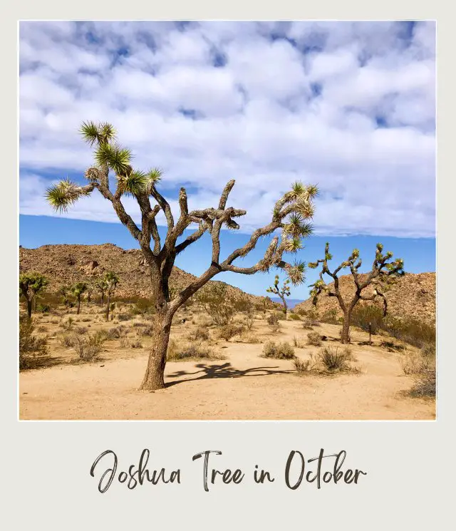 Trees and bushes are surrounded by tree logs and stones and behind are rock mountains in Joshua Tree National Park.