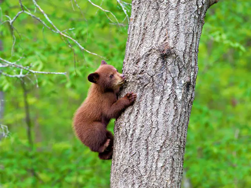 Photo of a bear climbing in a tree trunk in Olympic National Park