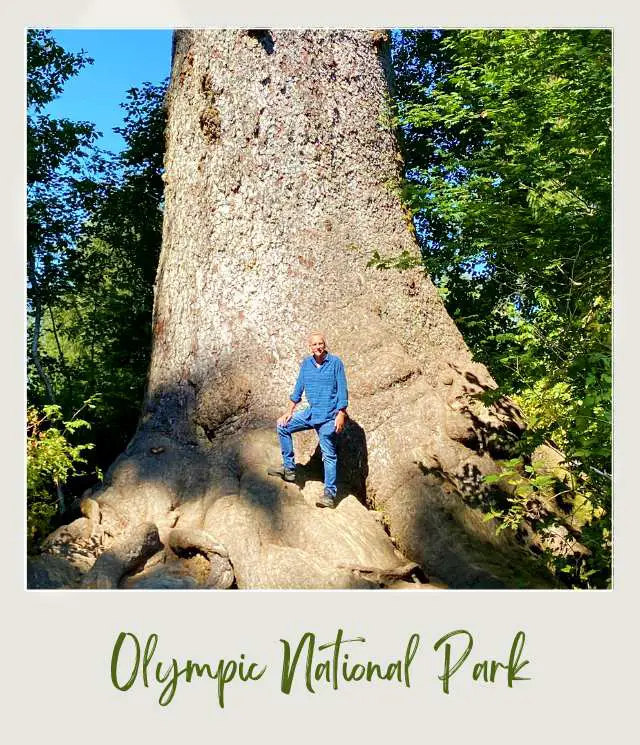 Olympic National Park Large Spruce Tree