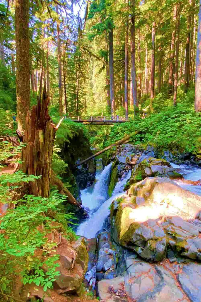 A wooden bridge above the river surrounded by rocks, trees, and various plants in Sol Duc Falls Olympic National Park