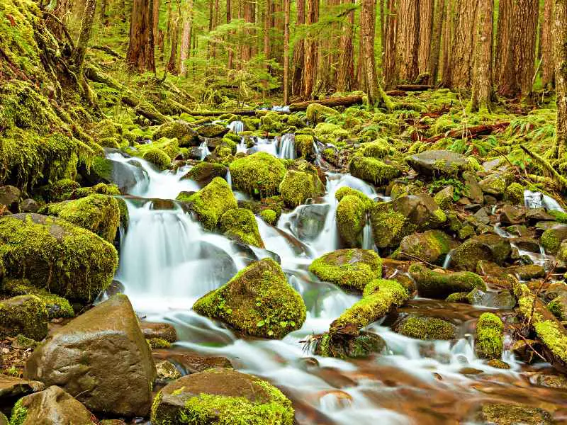 Flowing water through mossy rocks surrounded by trees in Olympic National Park
