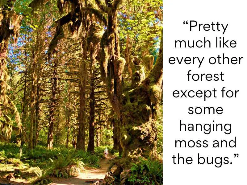 Olympic National Park bad reviews 6 Pretty much like every other forest except for some hanging moss and the bugs