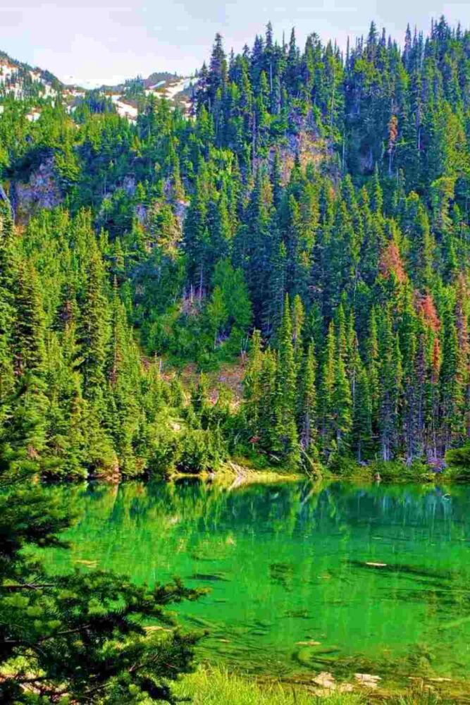 Green lake surrounded by trees and mountains in Hurricane Ridge Olympic National Park