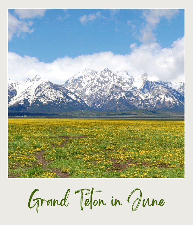 The 10 Best National Parks to Visit in June Paronamic View of Yellow Wildflowers in fron of Grand Teton