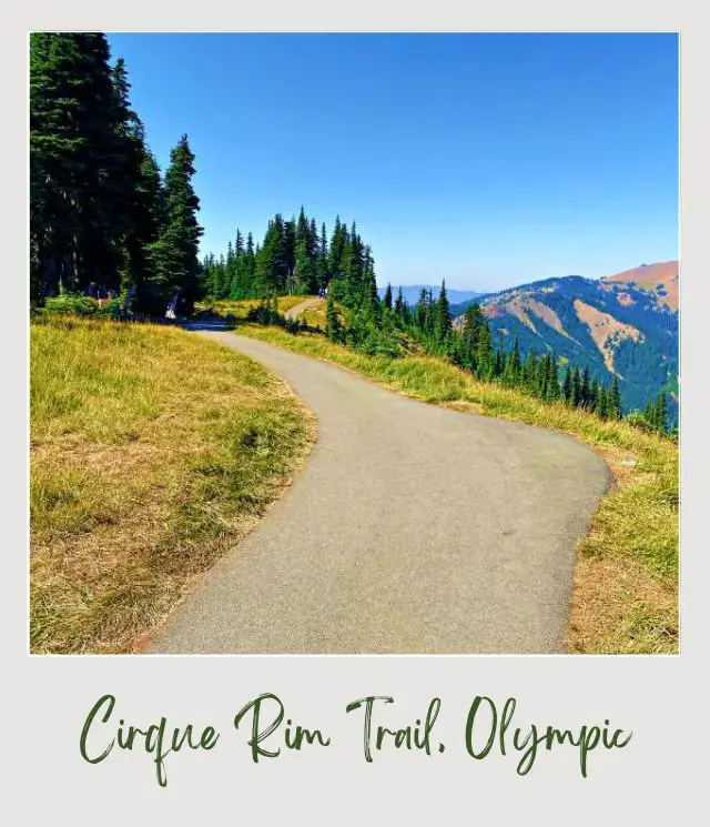 Cirque Rim Trail Guide Bent road surrounded by trees and grasses in Cirque Rim Trail Hurricane Ridge Olympic National Park
