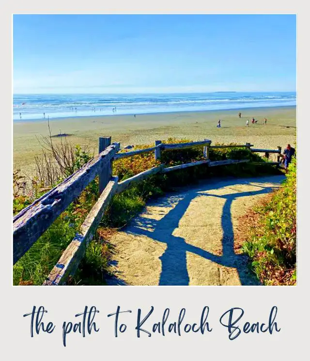 The Tree of Life, Washington State: A Complete Guide Small path with wooden railings and behind are people standing and a blue ocean in Olympic National Park