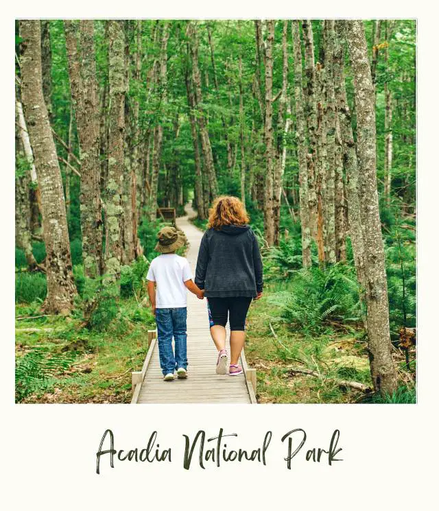 People Walking in Trail in Acadia National Park