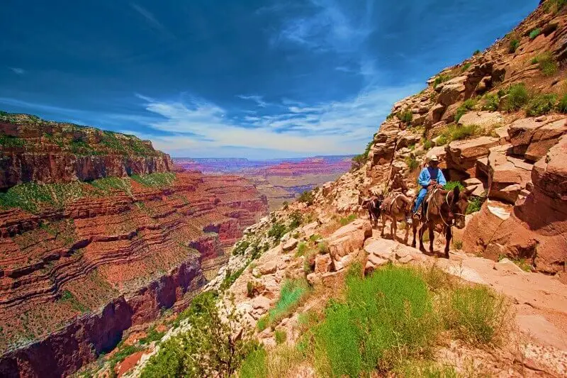 Phantom-Ranch-mules-descending Grand Canyon