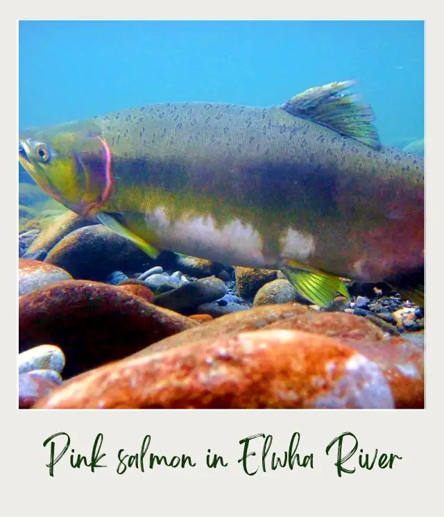 10 Fun Facts About Olympic National Park Pink salmon underwater surrounded rocks in Elwha River in Olympic National Park