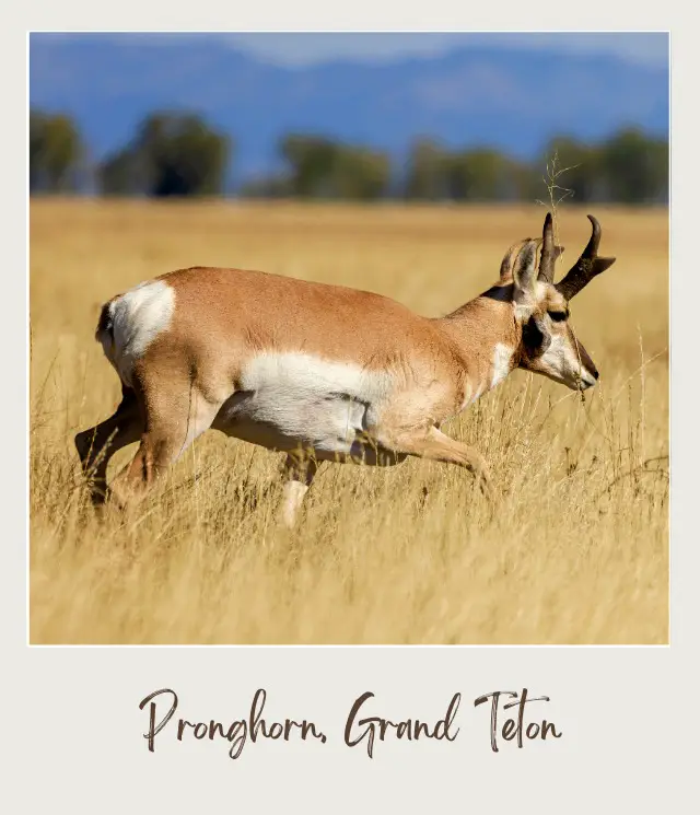 View of a light brown pronghorn on the field in Grand Teton National Park