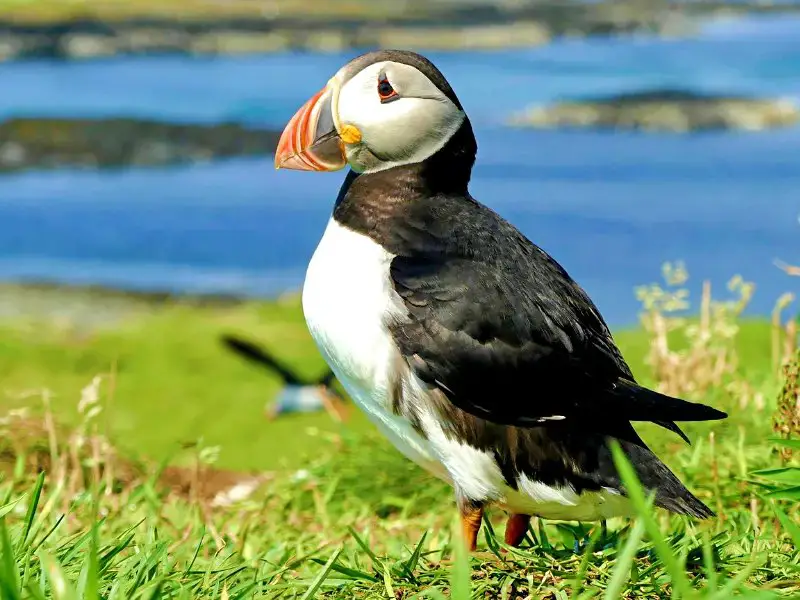 A small puffin bird standing in the middle of the grass and behind are blue waters in Acadia National Park