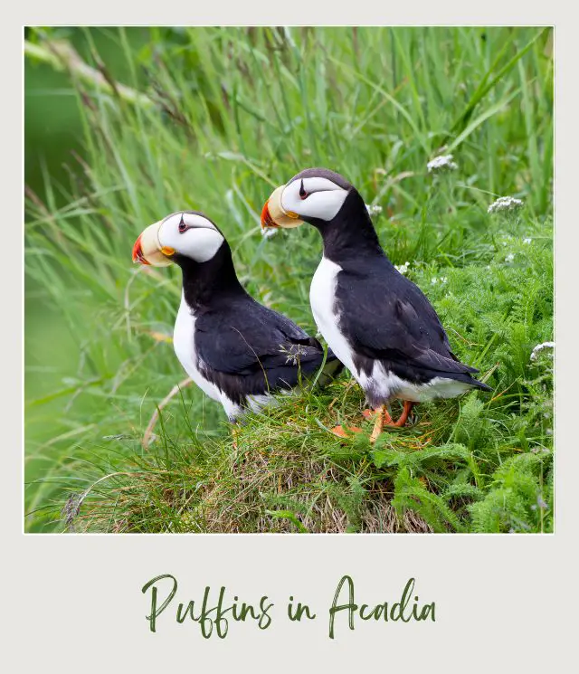 Small puffin birds standing in the middle of the grass and behind are blue waters in Acadia National Park