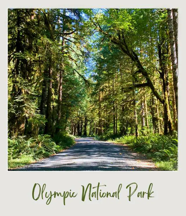 Quinault Loop Drive Olympic National Park